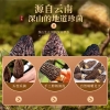【福东海】羊肚菌 100克 礼盒 FDH1820