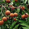 燕之坊 爱传万家干货礼 颐品山珍礼盒（十全十美）1.161kg