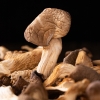 【禾煜】禾家盛宴干货礼盒1175g
