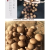 大山合 超大百菇园 1968型