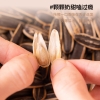 粒上皇奶油味葵瓜子168g-LSH0011