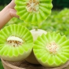 嗨果粒 奶香蜜瓜 6斤左右
